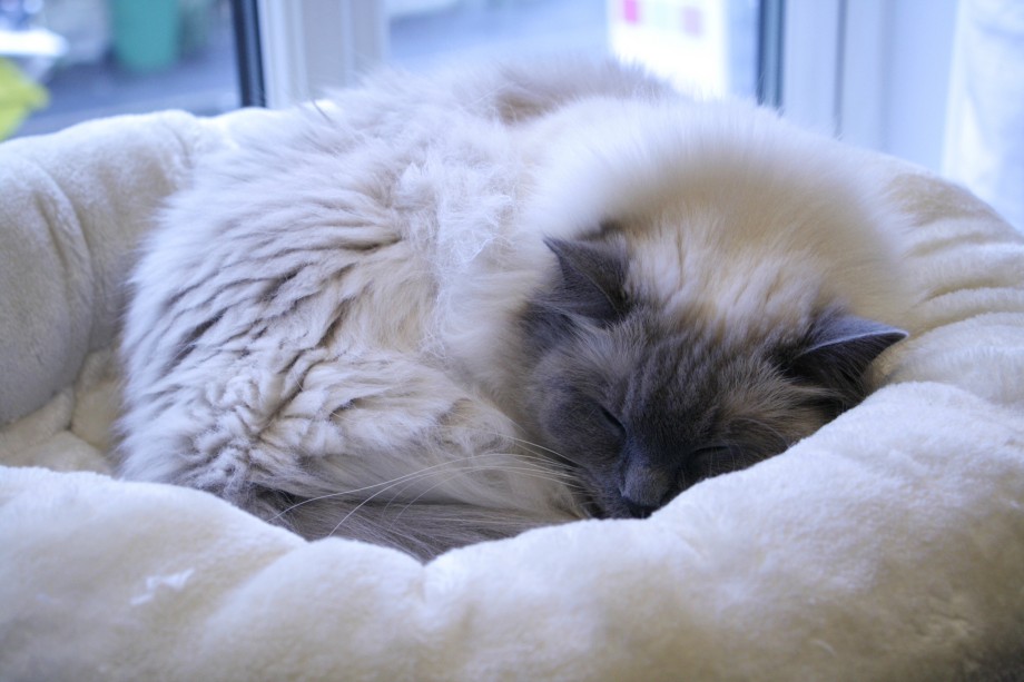 Cats 1 edit