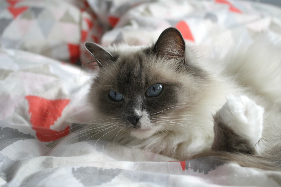 indoor cat breeds