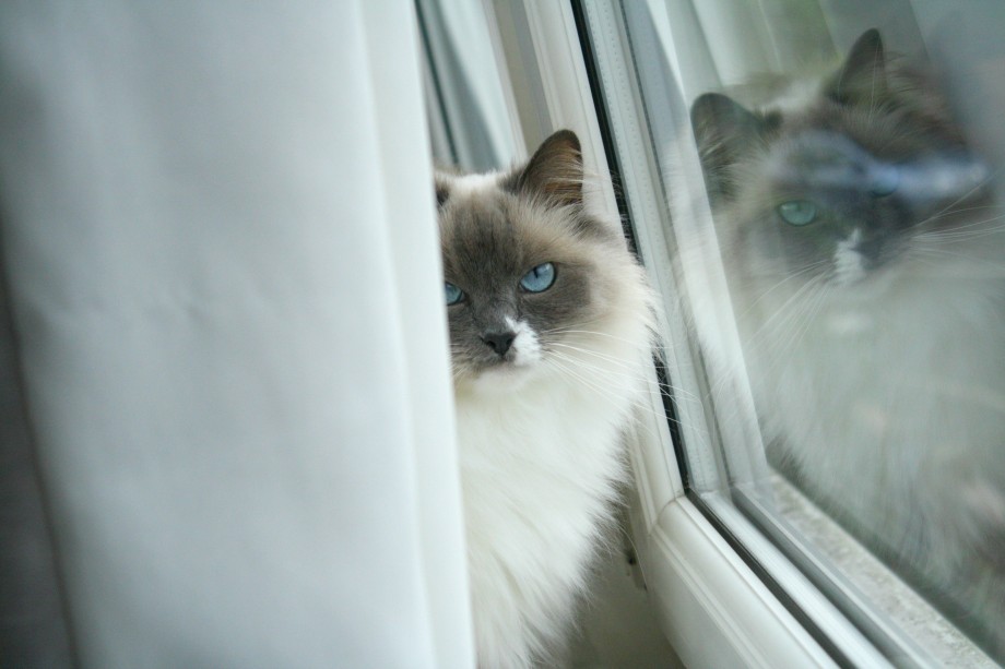 ragdoll breed